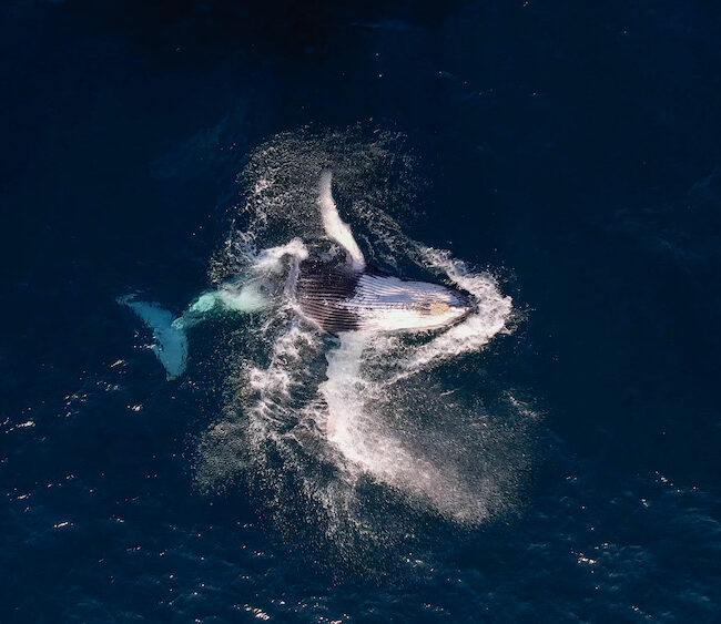 Copie de BROLL 4K.00_50_55_06.Still018